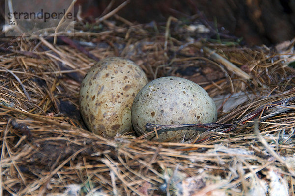 Gull's eggs  nest (Larus sp.)  at the Barents Sea  Russia  Arctic