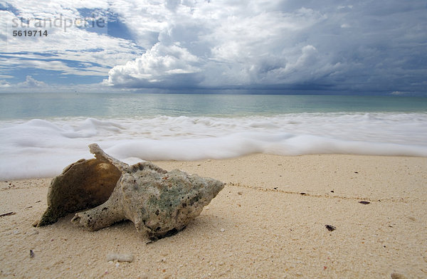 Shells on the beach  Denis Island  Seychelles  Africa