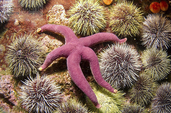 Slender-armed starfish (Henricia sanguinolenta)  Barents Sea  Russia  Arctic