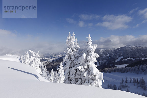 Verschneite Fichten auf Gasslhöhe  Reiteralm  Pichl-Preunegg bei Schladming  Steiermark  Österreich  Europa