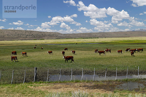 Rinder auf der Weide in der Nähe vom Rio Mayo  Provinz Chubut  Patagonien  Argentinien  Südamerika