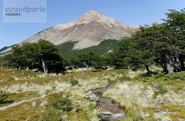 Wald mit Coihue-Südbuchen  Coihue oder Chilenischen Scheinbuchen (Nothofagus dombeyi)  Nationalpark Los Glaciares  UNESCO Weltkulturerbe  El Chalten  Gebirgskette  Provinz Santa Cruz  Patagonien  Argentinien  Südamerika