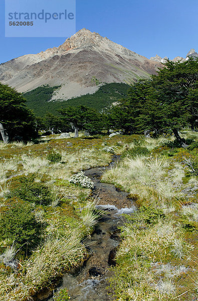 Wald mit Coihue-Südbuchen  Coihue oder Chilenischen Scheinbuchen (Nothofagus dombeyi)  Nationalpark Los Glaciares  UNESCO Weltkulturerbe  El Chalten  Gebirgskette  Provinz Santa Cruz  Patagonien  Argentinien  Südamerika