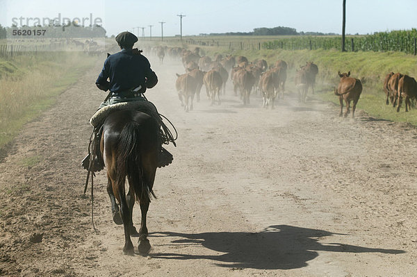 Gaucho zu Pferd beim Viehtrieb  Estancia San Isidro del Llano bei Carmen Casares  Provinz Buenos Aires  Argentinien  Südamerika