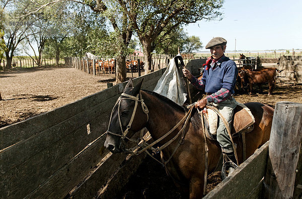 Gaucho zu Pferd  Estancia San Isidro del Llano bei Carmen Casares  Provinz Buenos Aires  Argentinien  Südamerika