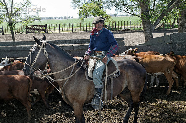 Gaucho zu Pferd beim Viehtrieb  Estancia San Isidro del Llano bei Carmen Casares  Provinz Buenos Aires  Argentinien  Südamerika