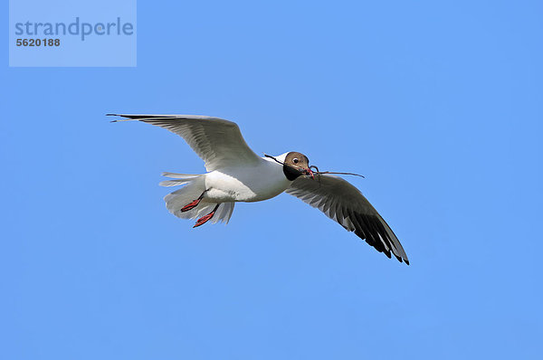 Lachmöwe (Larus ridibundus)  fliegend mit Nistmaterial  Texel  Niederlande  Europa