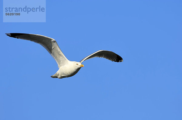 Silbermöwe (Larus argentatus)  Texel  Niederlande  Europa