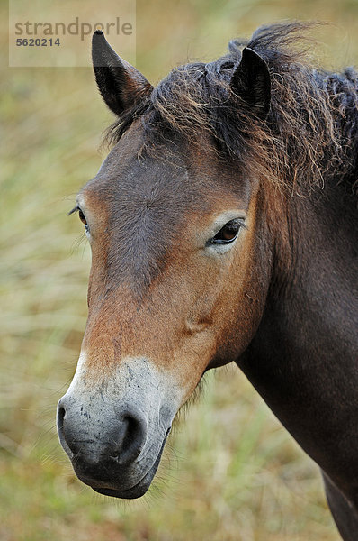 Exmoor-Pony (Equus ferus caballus)  Portrait  Texel  Niederlande  Europa