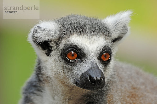 Katta (Lemur catta)  Portrait  Vorkommen auf Madagaskar  captive  Nordrhein-Westfalen  Deutschland  Europa