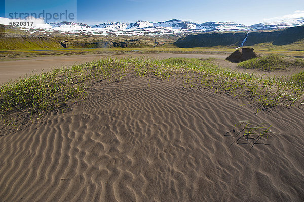 Sanddüne am Wanderweg zu den Vogelfelsen Hornbjarg  Hornstrandir  Westfjorde  Island  Europa