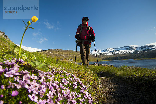 Wanderin am Wanderweg zu den Vogelfelsen Hornbjarg  Hornstrandir  Westfjorde  Island  Europa