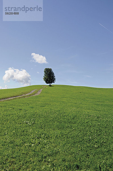 Einzelner Baum auf weiter grüner Wiese  Immenstadt im Allgäu  Bayern  Deutschland  Europa