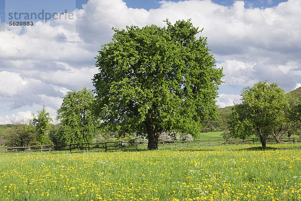 Frühlingswiese mit Obstbäumen  Baden-Württemberg  Deutschland  Europa