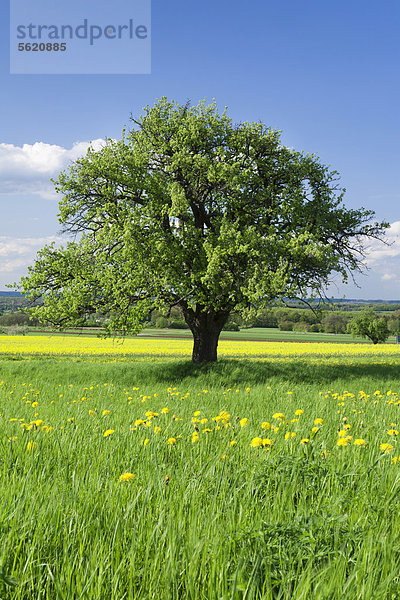 Birnbaum (Pyrus communis) auf einer Frühlingswiese  Baden-Württemberg  Deutschland  Europa