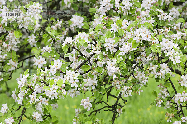 Zweige mit Obstbaumblüten  Baden-Württemberg  Deutschland  Europa