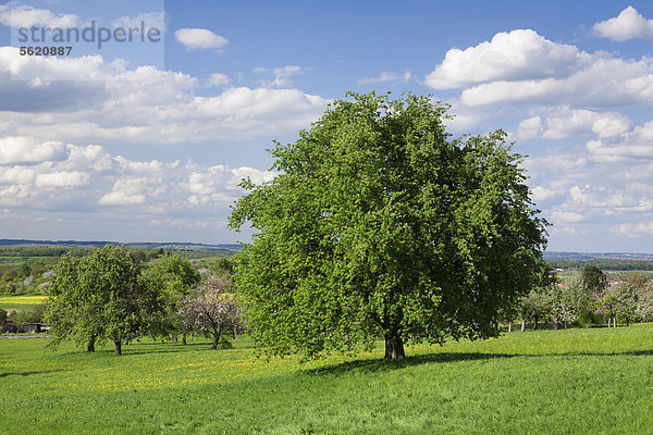 Apfelbaum (Malus domestica) auf einer Wiese  Baden-Württemberg  Deutschland  Europa