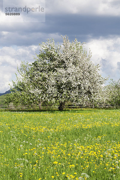 Frühlingswiese mit Apfelbäumen (Malus domestica) in Blüte  Baden-Württemberg  Deutschland  Europa