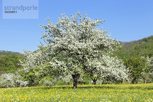 Apfelbaum (Malus domestica)  Apfelbaumblüte im Neidlinger Tal  Schwäbische Alb  Baden-Württemberg  Deutschland  Europa