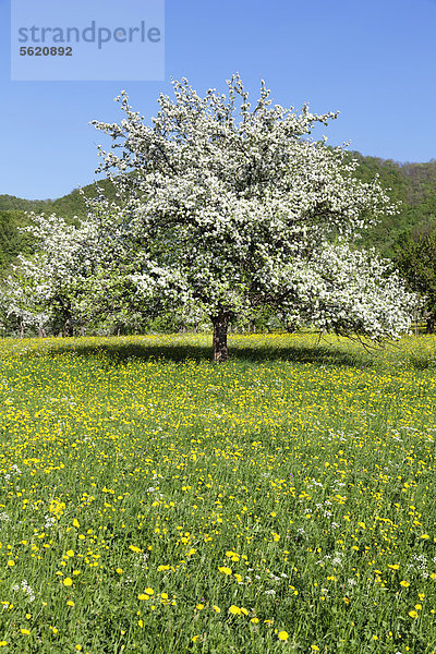 Apfelbaum (Malus domestica)  Apfelbaumblüte im Neidlinger Tal  Schwäbische Alb  Baden-Württemberg  Deutschland  Europa