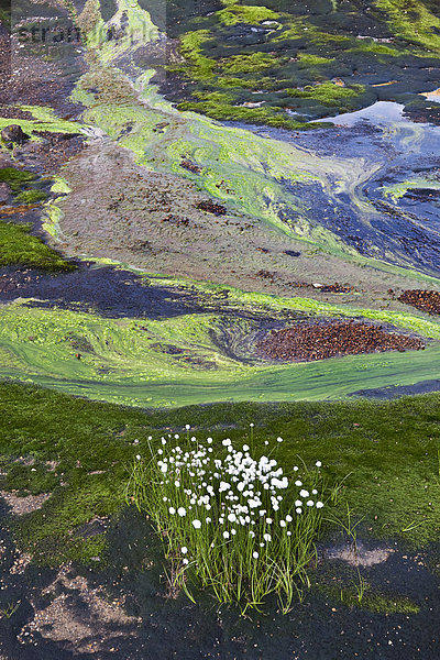 Wollgras (Eriophorum sp.) vor bunten Strukturen  gebildet durch farbige Mineralien  Algen  Erde und Wasser  im Geothermalgebiet von Kaldaklofsfjöll  Hochland von Island  Europa