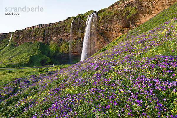 Der Wasserfall Seljalandsfoss mit Wiese voller blühendem Storchschnabel (Geranium sp.)  im Süden von Island  Europa