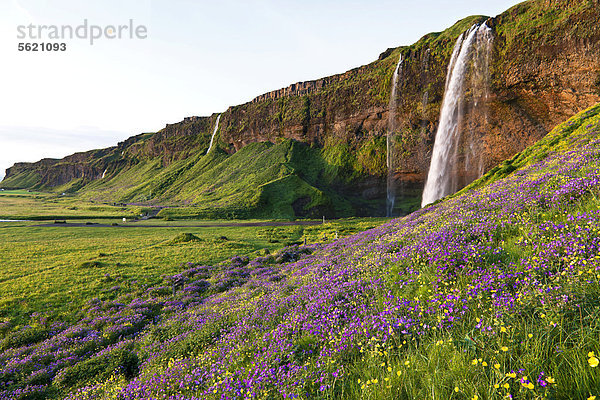 Der Wasserfall Seljalandsfoss mit Wiese voller blühendem Storchschnabel (Geranium sp.)  im Süden von Island  Europa