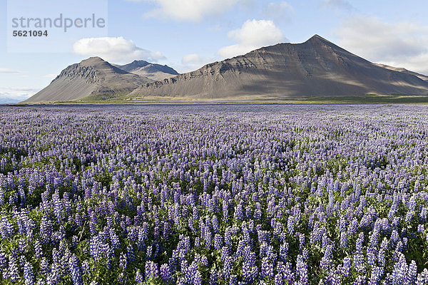 Weite Felder voller blühender Alaska-Lupinen (Lupinus nootkatensis) vor den Lavabergen bei Akranes  im Westen von Island  Europa