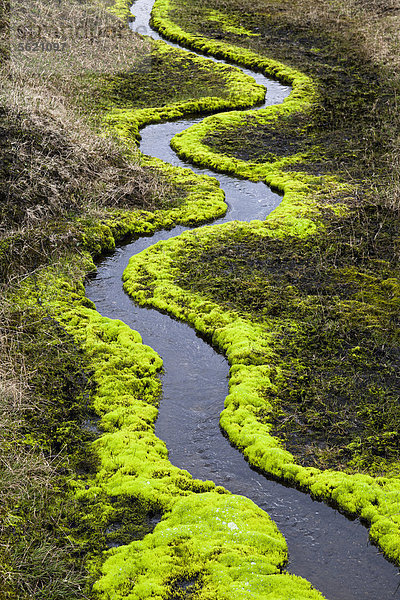 Ein mäandernder kleiner Bach  der von leuchtend grünem Moos umrandet ist  Hochland von Island  Europa