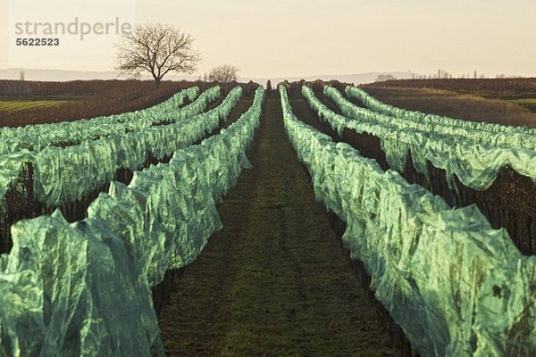 Mit Netzen geschützte Süssweintrauben im Weingarten (Illmitz  Burgenland)