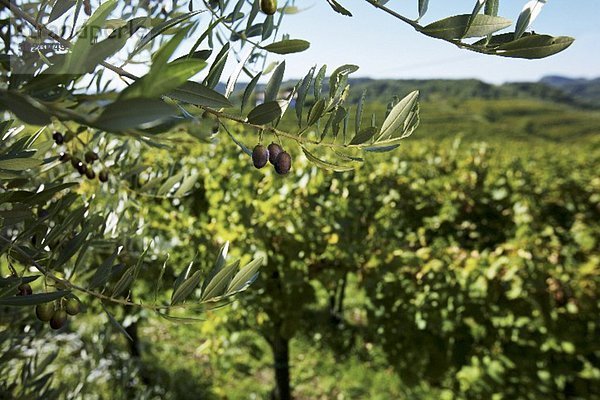 Olivenbäume und Weinreben in Friaul  Collio  Italien