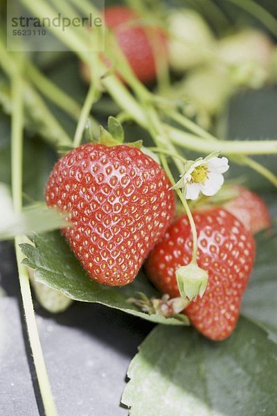 Erdbeeren und Blüten an der Pflanze