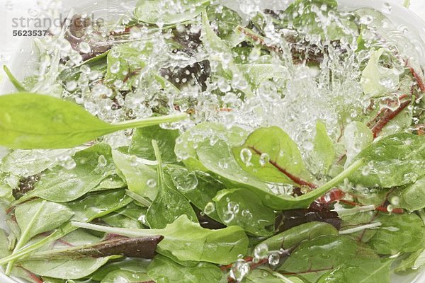 Blattsalat und Spinat im Wasser