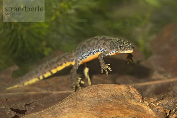 Bergmolch  Triturus alpestris  Geesthacht  Schleswig-Holstein  Deutschland  Euroa