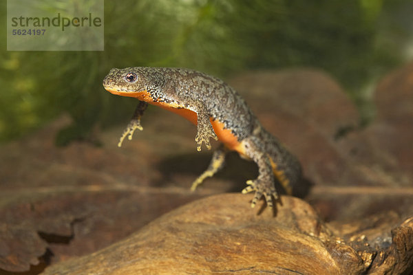 Bergmolch  Triturus alpestris  Geesthacht  Schleswig-Holstein  Deutschland  Euroa