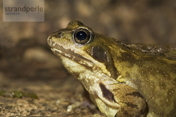 Grasfrosch  Rana temporaria  Geesthacht  Schleswig-Holstein  Deutschland  Europa