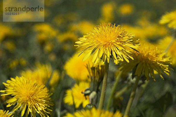 Gemeiner Löwenzahn  Taraxacum officinale