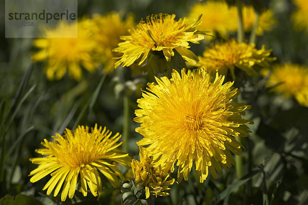 Gemeiner Löwenzahn  Taraxacum officinale