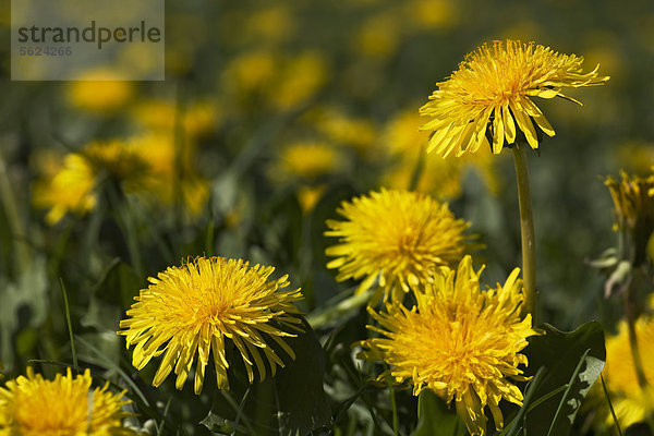 Gemeiner Löwenzahn  Taraxacum officinale