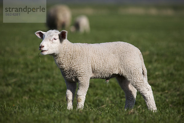 Schafe auf einer Wiese  Schleswig-Holstein  Deutschland  Europa