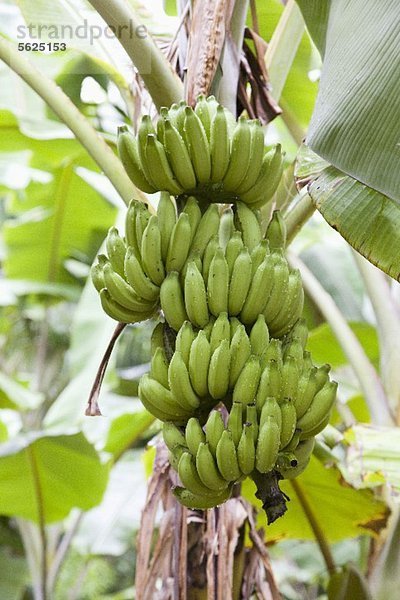 Bananen am Baum