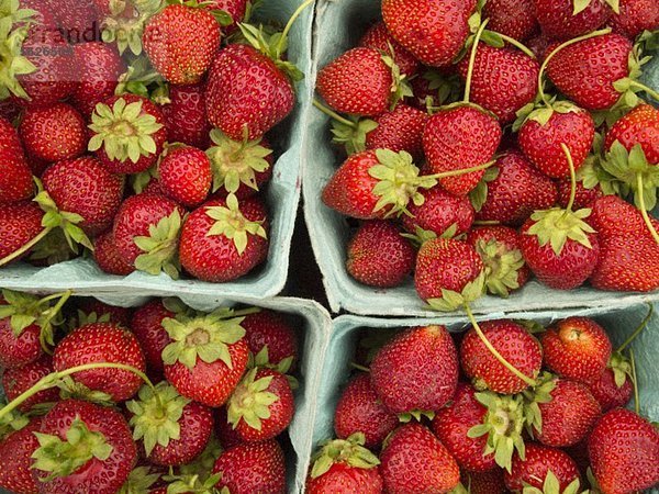 Erdbeeren in Pappschälchen auf einem Bauernmarkt in Princeton  New Jersey