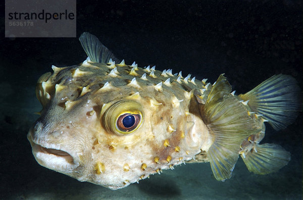 Kurzstachel-Igelfisch (Cyclichthys orbicularis)  Rotes Meer  Ägypten  Afrika