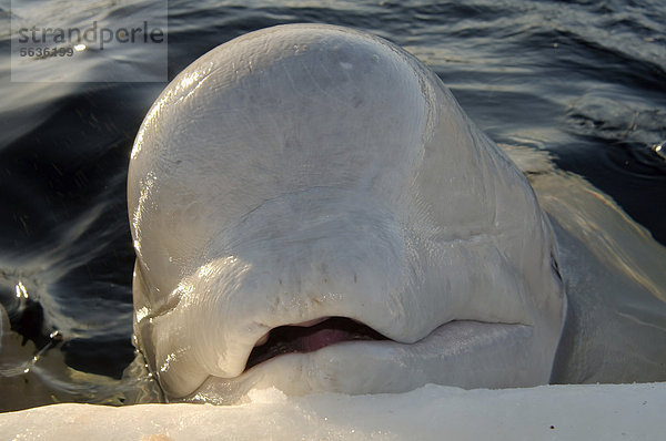 Weißwal oder Beluga (Delphinapterus leucas)  Weißes Meer  Karelien  Nord-Russland  Russland  Arktis