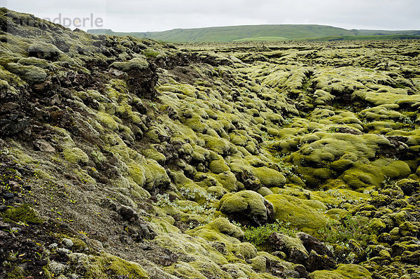 Mit Moos bewachsenes Lavafeld Eldhraun  Su_urland  Sudurland  Süd-Island  Island  Europa