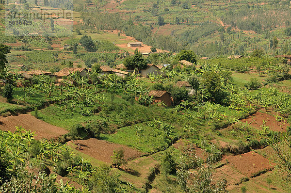 Typische Hügellandschaft nahe Busengo  Ruanda  Afrika