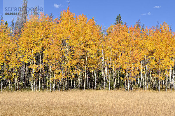 Herbstlich verfärbte Espen (Populus tremuloides)  Kawuneeche Valley  Trail Ridge Road  Rocky Mountain National Park  Colorado  USA