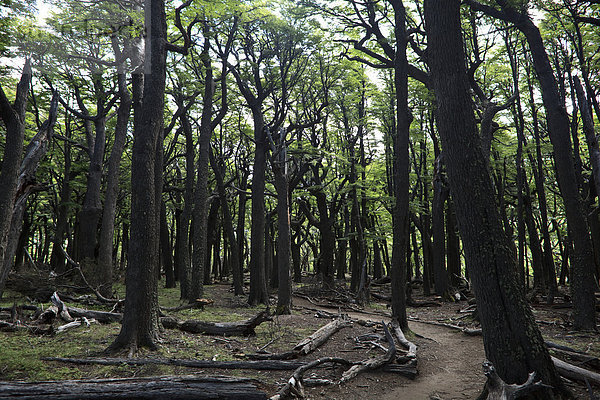 Weg in einem grünen Laubwald am Fuße des Mount Fitz Roy  Nationalpark Los Glaciares  Chalten  Santa Cruz  Patagonien  Argentinien  Südamerika  Amerika