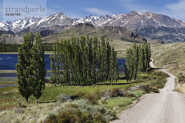 Pappeln vor den chilenischen Anden am Rio Chacabuco  Cochrane  Region de Aysen  Patagonien  Chile  Südamerika  Amerika