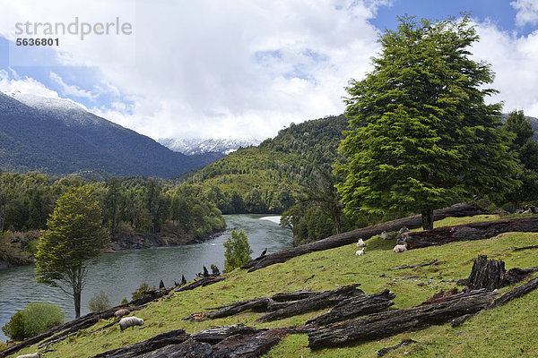 Schafe an der Uferböschung des Flusses Rio Palena  Carretera Austral  Ruta CH7  Panamericana Highway  Region de Aysen  Patagonien  Chile  Südamerika  Amerika
